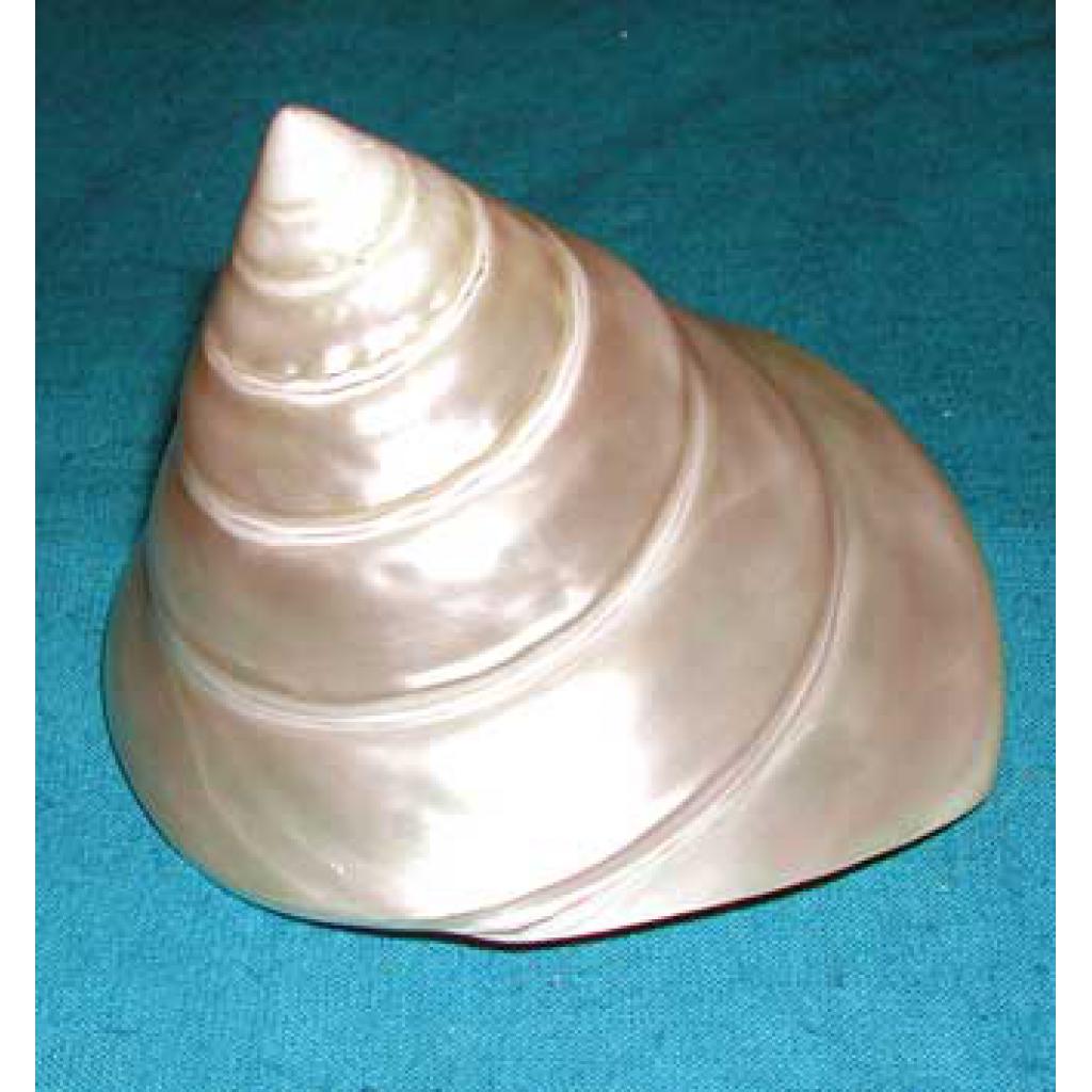 Sea Shells | Starbeck Education