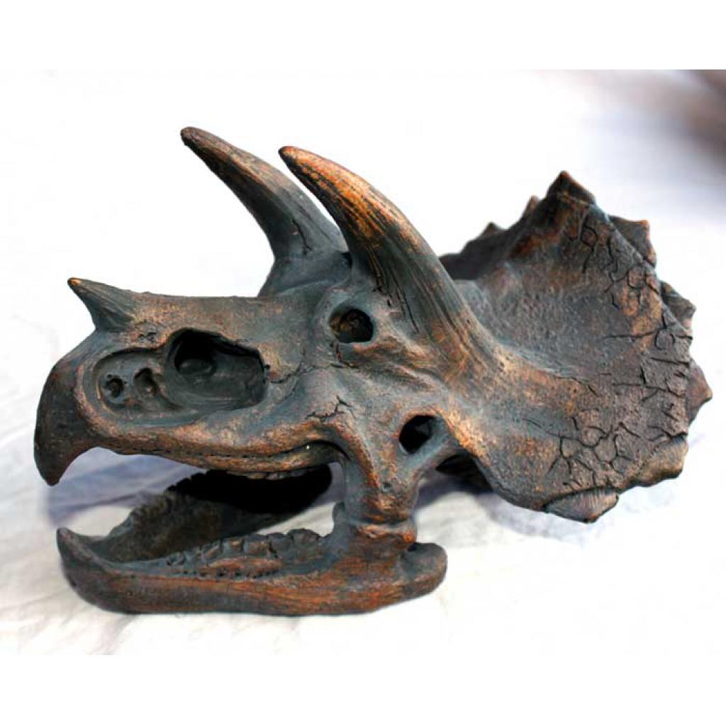 Triceratops Skull