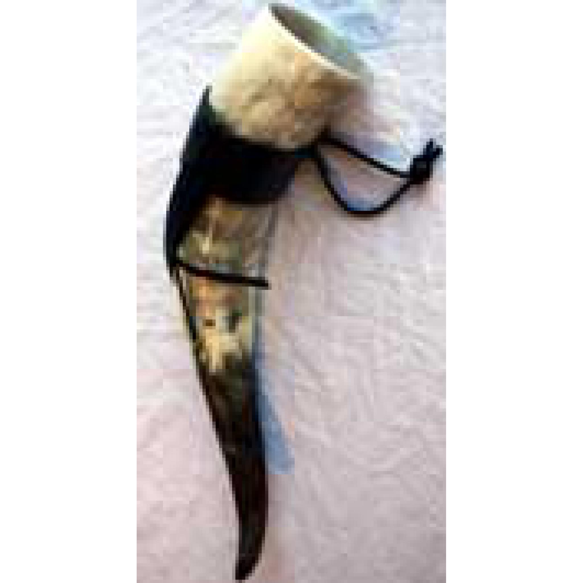 Drinking Horn