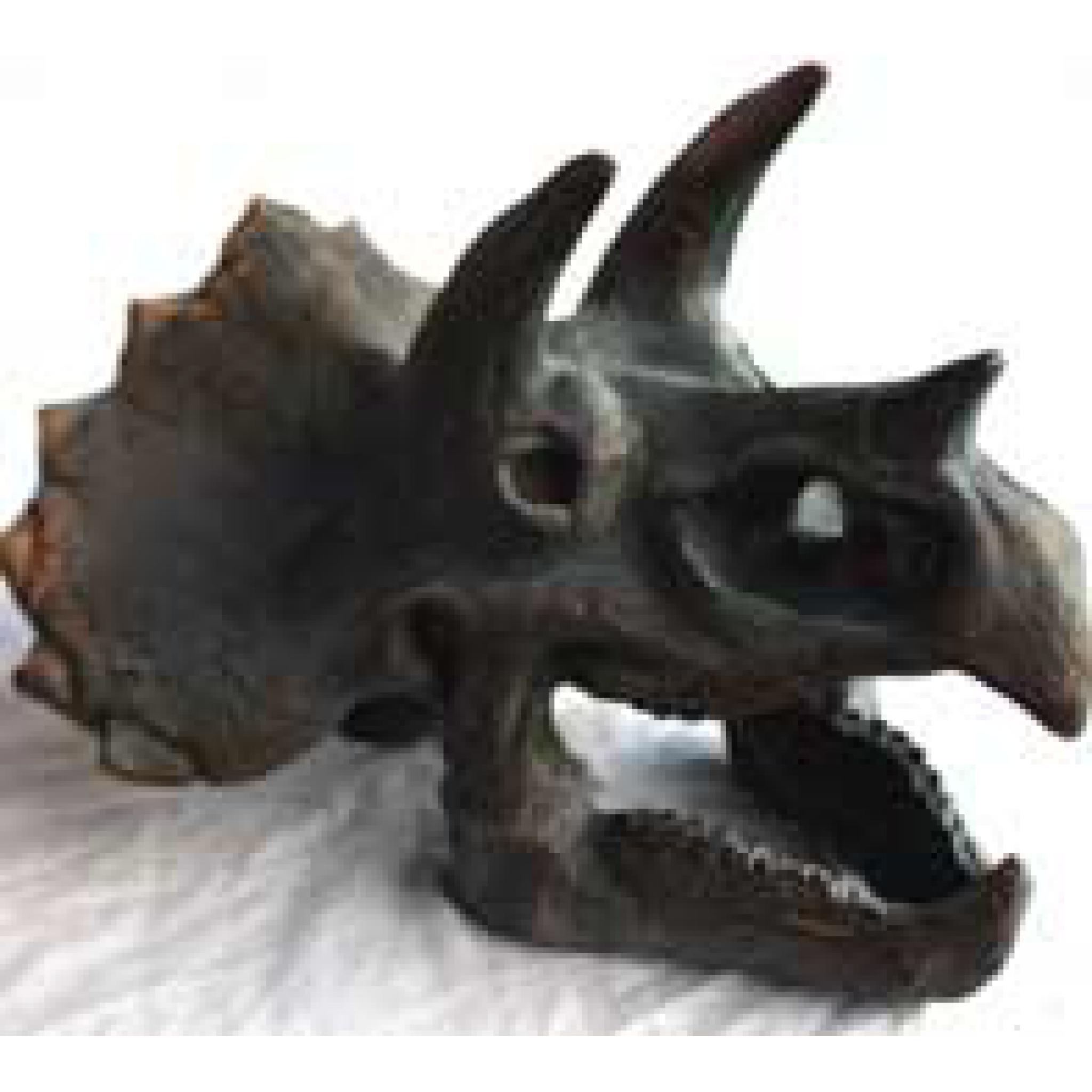 Triceratops Skull