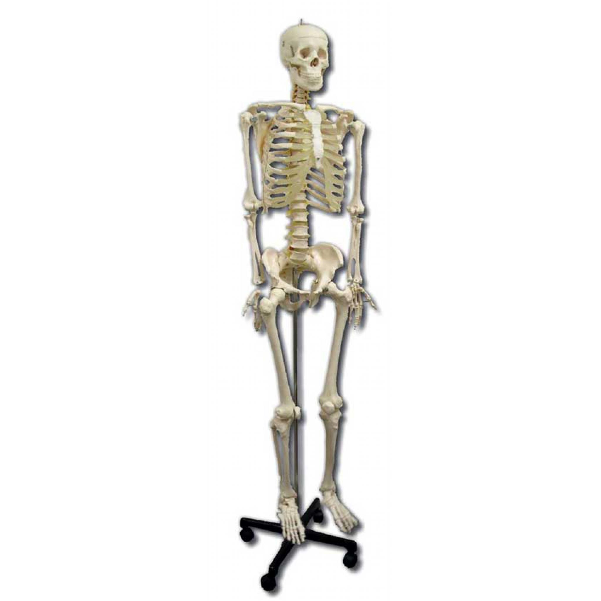 Human skeleton
