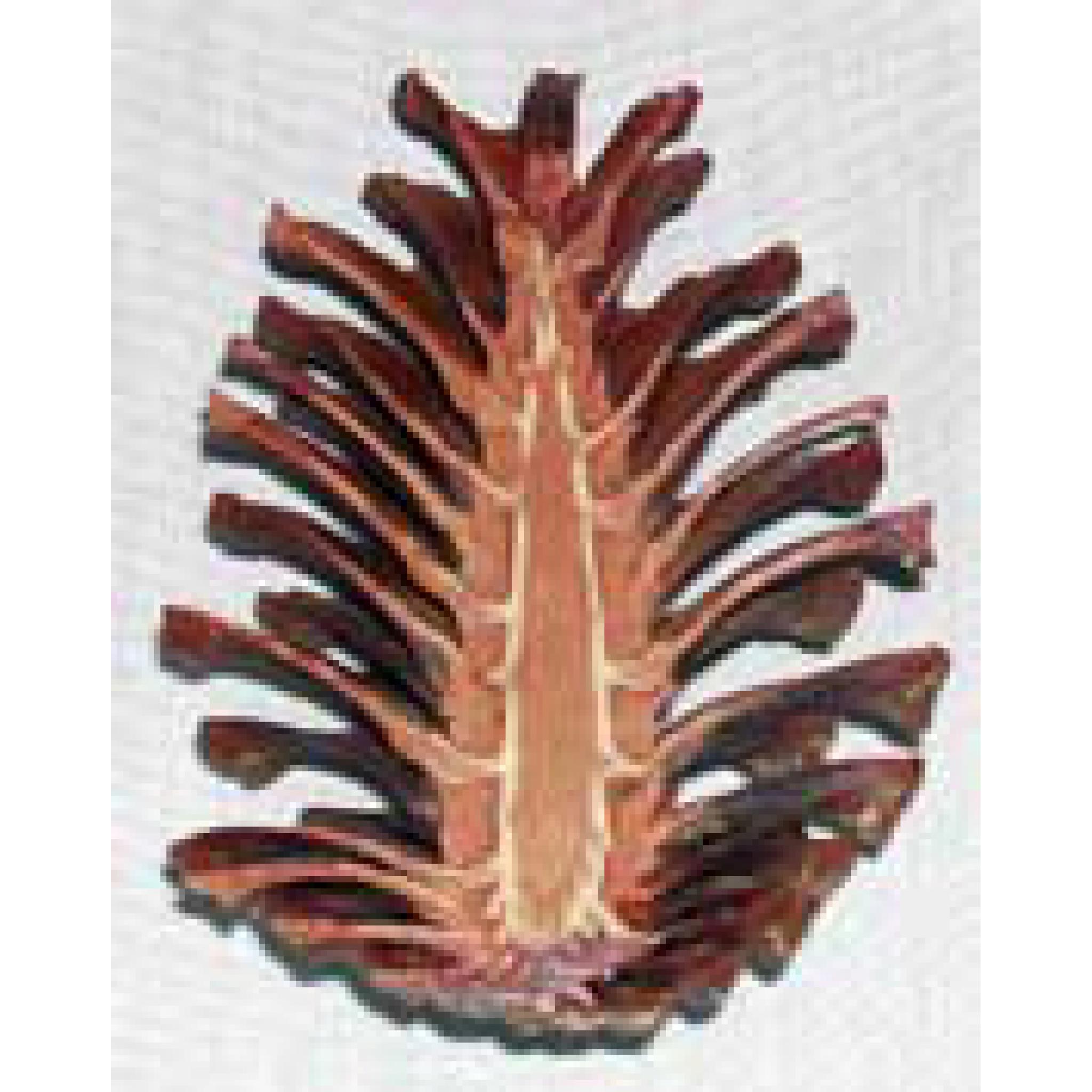 Cut Pine Cone