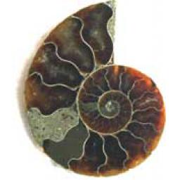 https://starbek-static.myshopblocks.com/images/tmp/nt_342_prammonite177.jpg