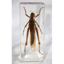 https://starbek-static.myshopblocks.com/images/tmp/is_019_locust750.jpg