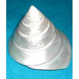 https://starbek-static.myshopblocks.com/images/tmp/se_159_silvertrochus1.5.jpg