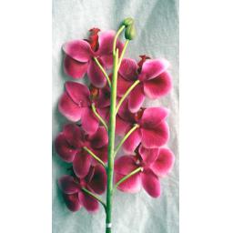 https://starbek-static.myshopblocks.com/images/tmp/nt_191_smphalaenopsis_650b.jpg
