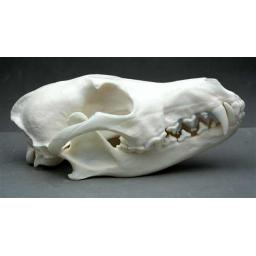 https://starbek-static.myshopblocks.com/images/tmp/nt_411_coyote650a.jpg