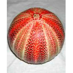 https://starbek-static.myshopblocks.com/images/tmp/se_152_urchin1.5.jpg