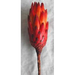 https://starbek-static.myshopblocks.com/images/tmp/nt_161_redprotea3b.jpg