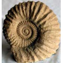 https://starbek-static.myshopblocks.com/images/tmp/fs_124_ammonite_177.jpg