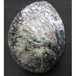 https://starbek-static.myshopblocks.com/images/tmp/se_198_polabalone1.5.jpg