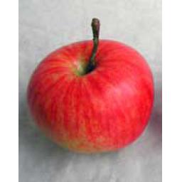 https://starbek-static.myshopblocks.com/images/tmp/nt_237_apple1.5.jpg