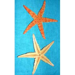 https://starbek-static.myshopblocks.com/images/tmp/se_115a_starfish2.8.jpg