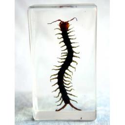 https://starbek-static.myshopblocks.com/images/tmp/is_110_centipede550.jpg