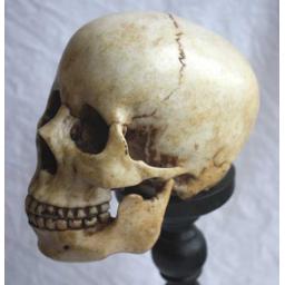 https://starbek-static.myshopblocks.com/images/tmp/nt_352_skull_550.jpg