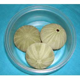 https://starbek-static.myshopblocks.com/images/tmp/se_116_greenurchin3.jpg