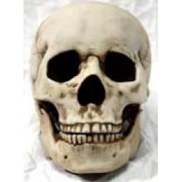 https://starbek-static.myshopblocks.com/images/tmp/nt_321_skull177.jpg