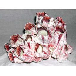 https://starbek-static.myshopblocks.com/images/tmp/se_140_barnacles3.4.jpg