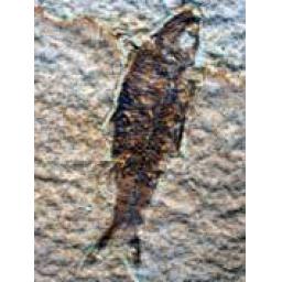 https://starbek-static.myshopblocks.com/images/tmp/nt_340_fish177.jpg