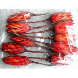 https://starbek-static.myshopblocks.com/images/tmp/nt_161_redprotea3a.jpg