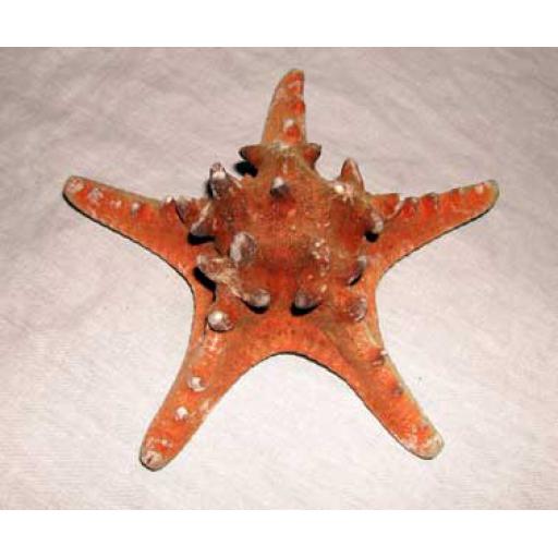 2 x Medium Thorney Starfish
