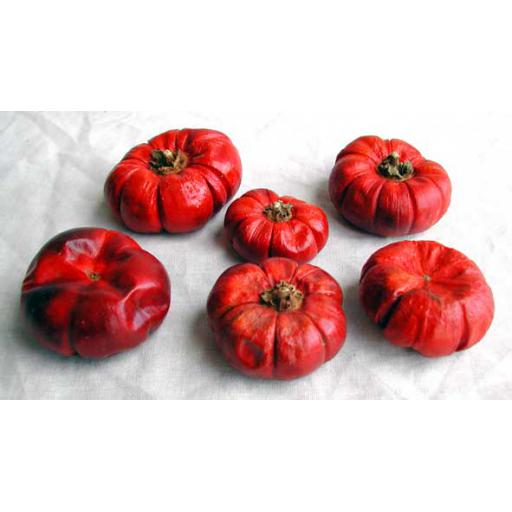 Solanum
