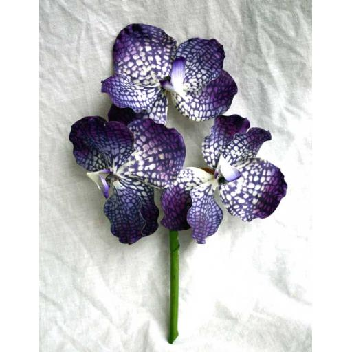 Vanda