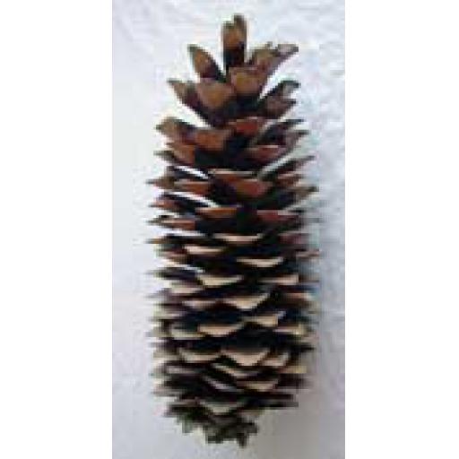Sugar Pine Cone