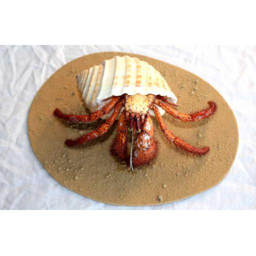Tonna Hermit Crab