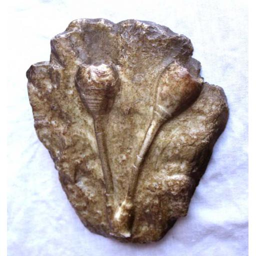 Fossil Sea Lily Cast