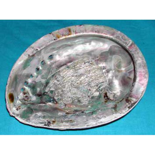 Medium Abalone