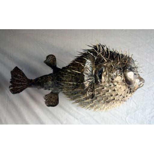 Large Porcupine Fish