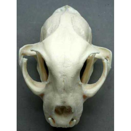Replica Lynx Skull