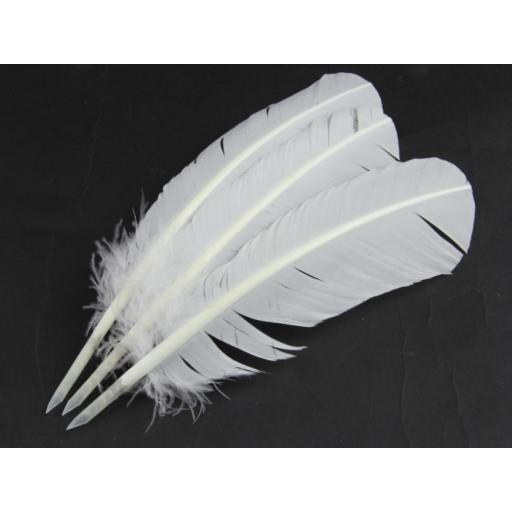Turkey Feather Quill (Pack of 5)