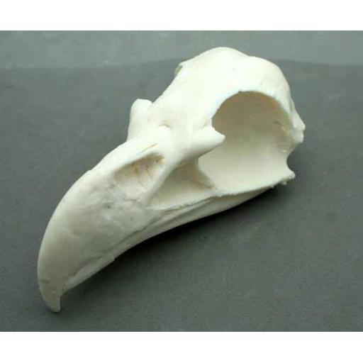Sea Eagle Skull