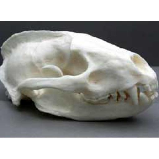 Replica Badger Skull