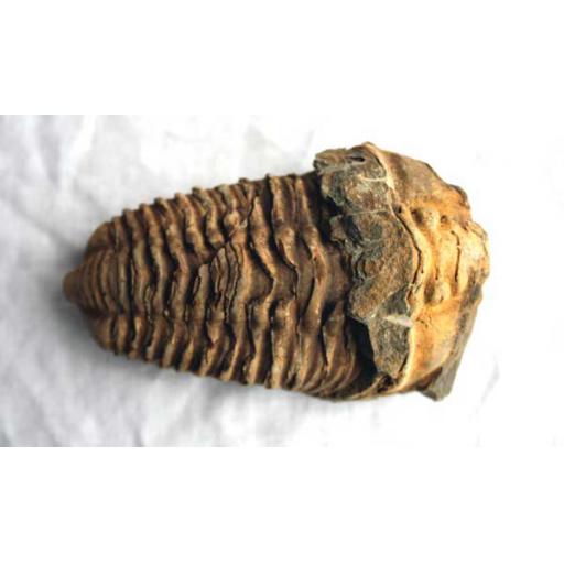 Trilobite