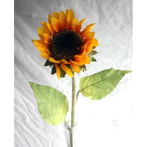 Large Sunflower