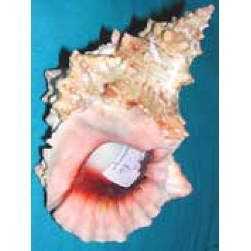 https://starbek-static.myshopblocks.com/images/tmp/se_320_frogshell1.5.jpg