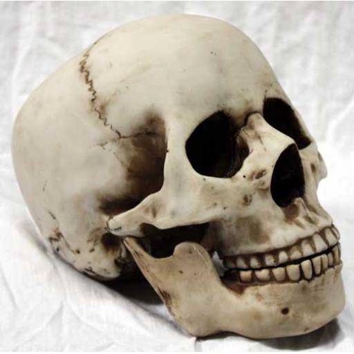 https://starbek-static.myshopblocks.com/images/tmp/nt_321_skull500b.jpg