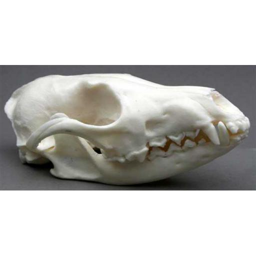 Replica Fox Skull