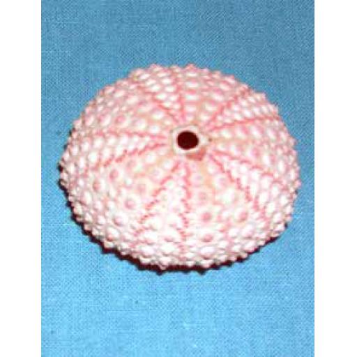 12 x Pink Urchins