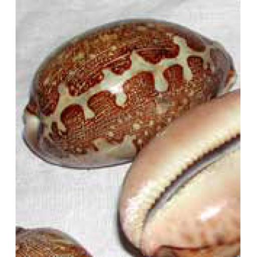 Cyprea Cowries