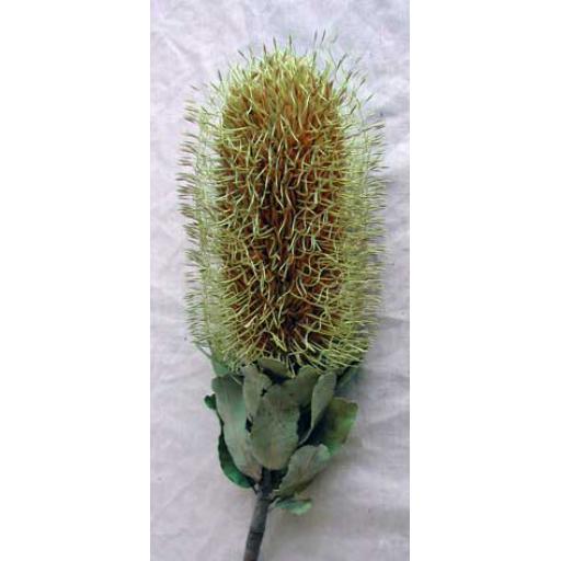 Banksia Flower