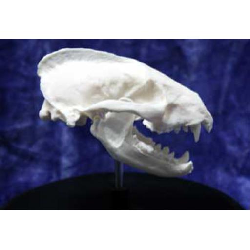 Badger Skull in Glass Dome