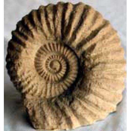 X-Large reproduction Ammonite