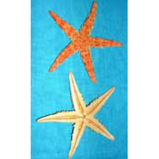10 x Small Flat Starfish
