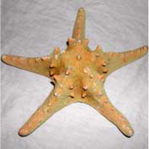 Large Thorney Starfish