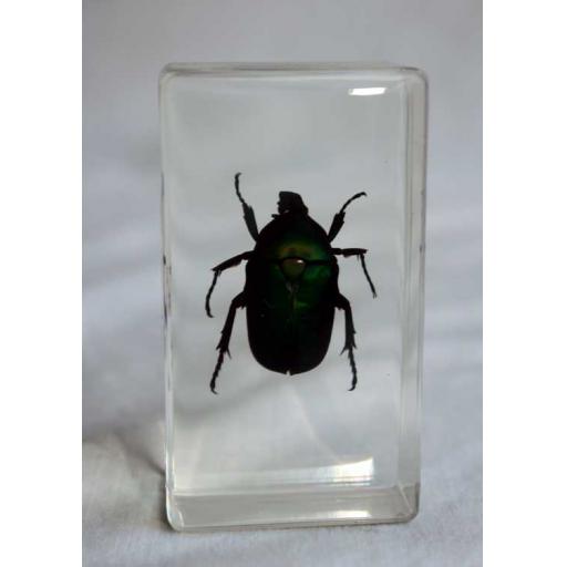 Blue Rose Chafer