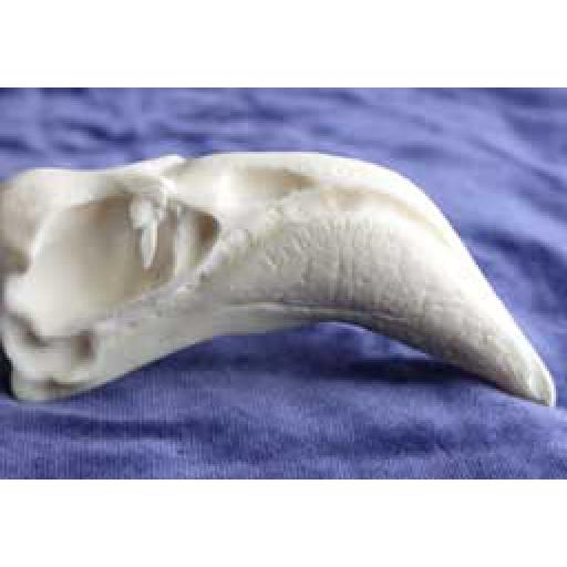Replica Flamingo Skull